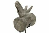 Sauropod Dinosaur (Camarasaurus) Caudal Vertebra - Colorado #209201-5